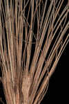 Sandy field hairsedge